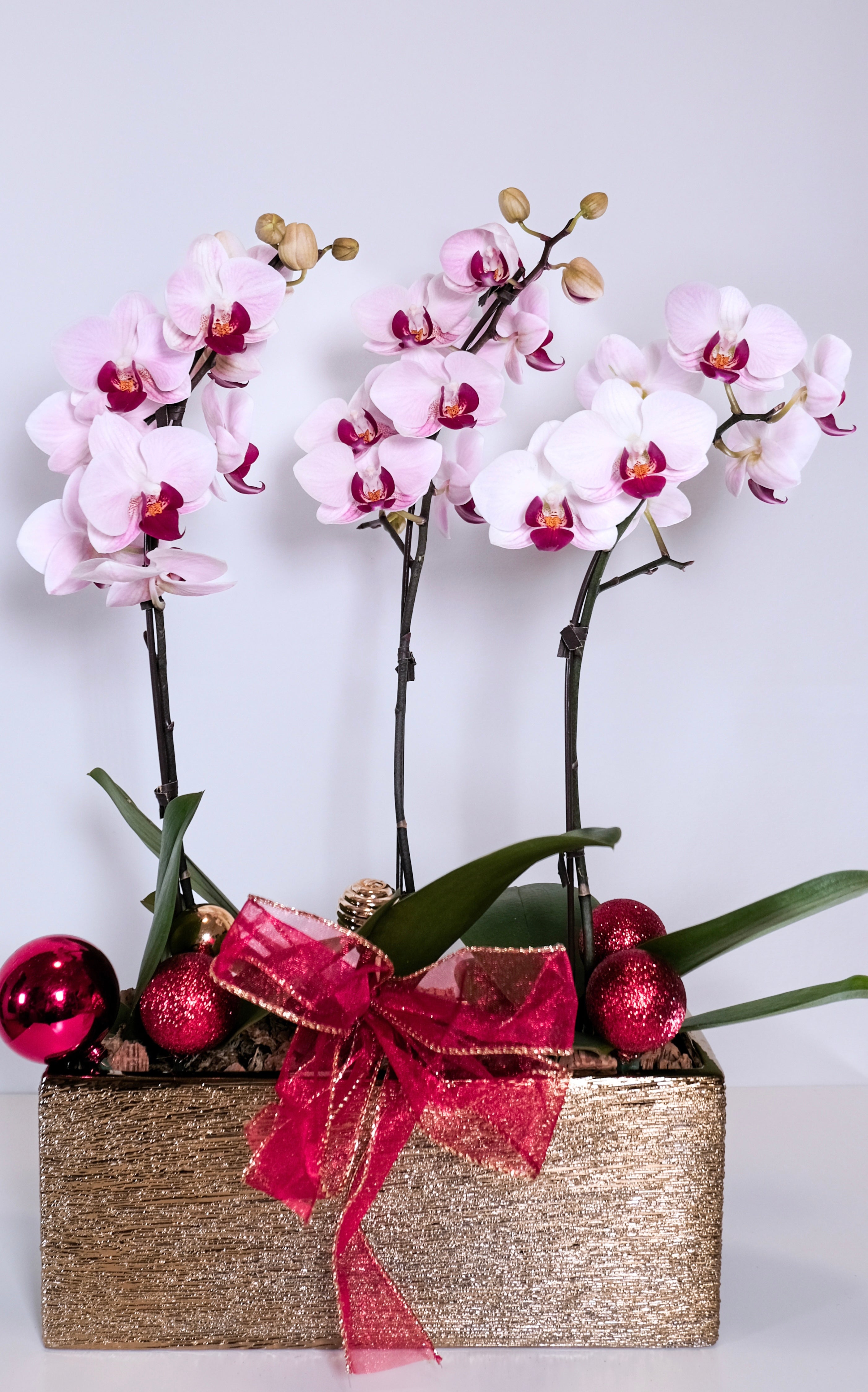 Holiday Orchid Arrangement