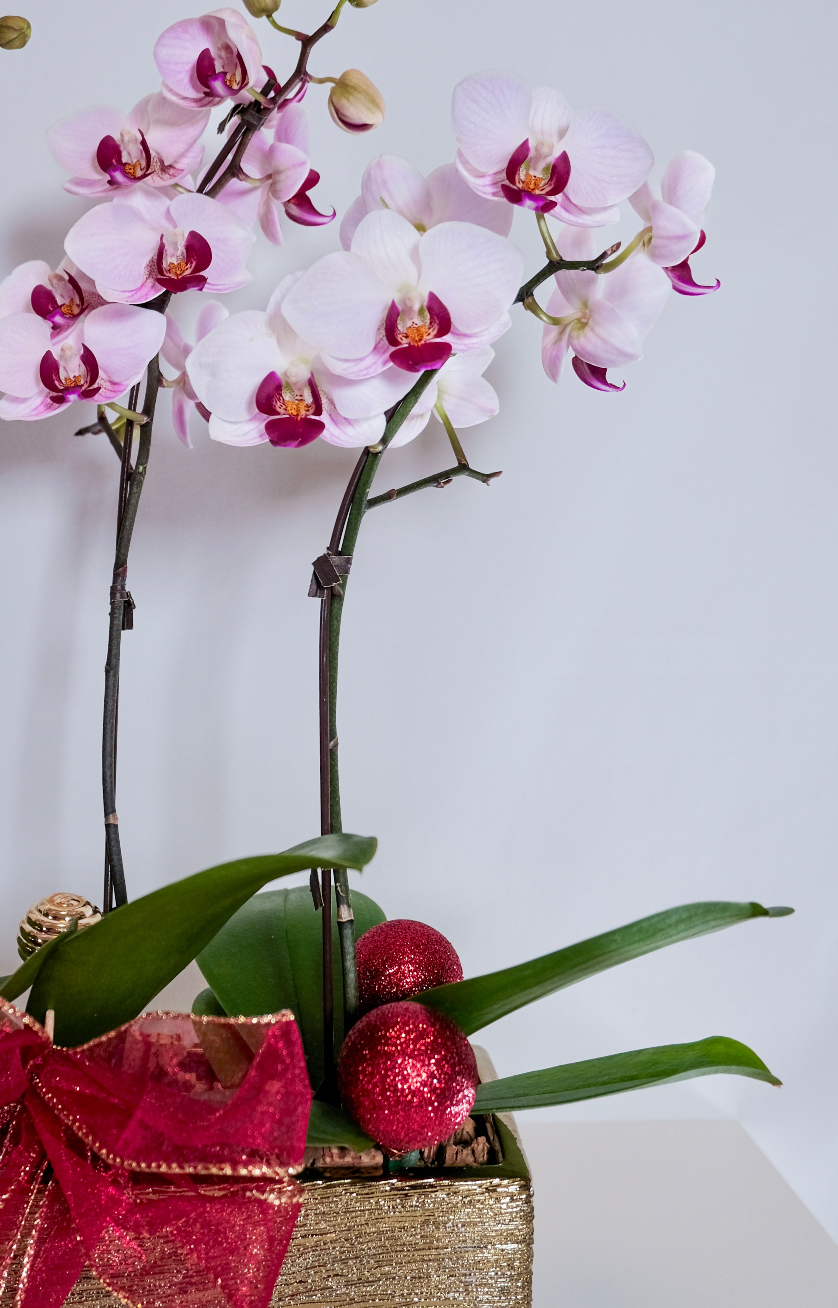 Holiday Orchid Arrangement